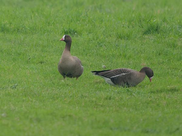 Lesser white-fronted goose (Anser erythropus)